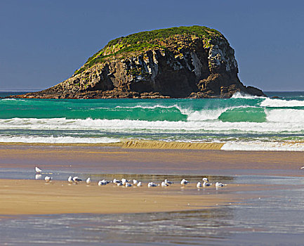 湾,石头,海鸥,沙滩,奥塔哥,南岛,新西兰