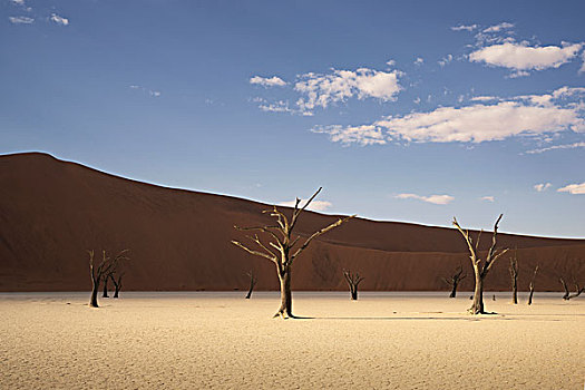 枯木,粘土,索苏维来地区,国家公园,纳米比亚