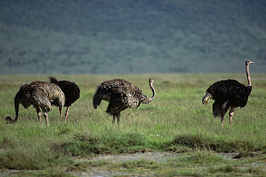 坦桑尼亚,恩戈罗恩戈罗火山口,鸵鸟,雄性,黑色,雌性,褐色