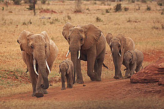 非洲,大象,西察沃国家公园,肯尼亚