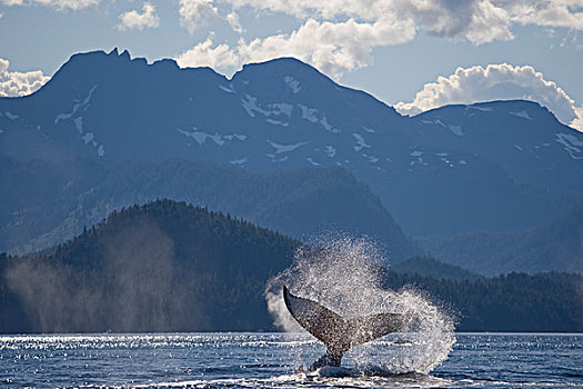 驼背鲸,拍击,尾部,东南阿拉斯加,夏天