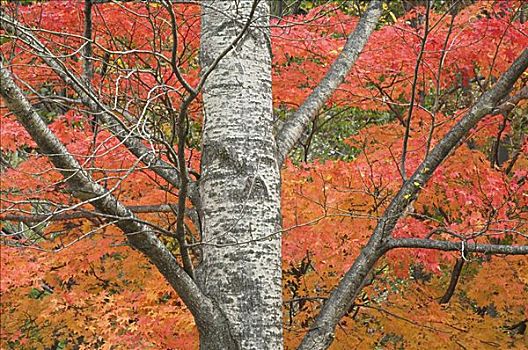 树,大雪山国家公园,北海道,日本