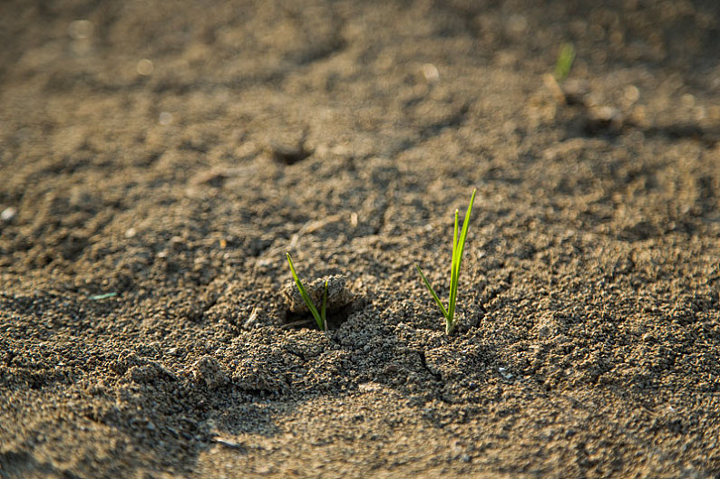 小草_萌芽_土壤_高清图片_全景视觉