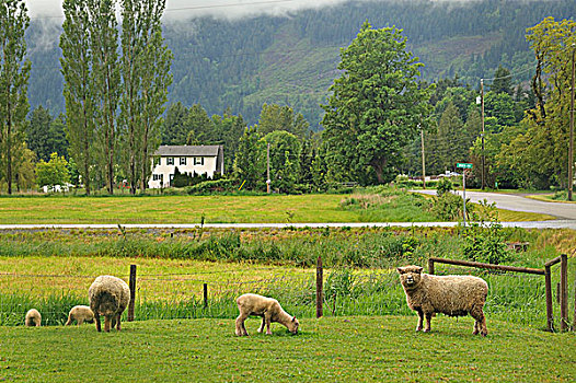 绵羊,羊羔,农场,靠近,山谷,不列颠哥伦比亚省,加拿大