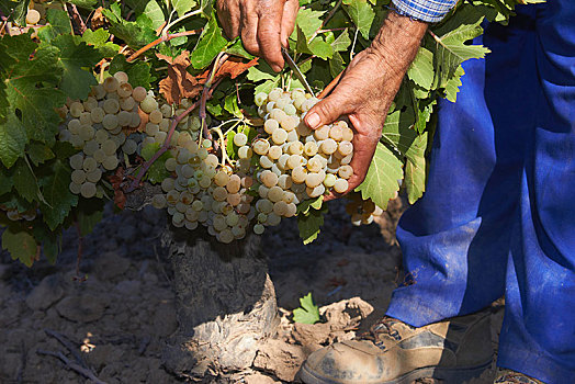 收获,酿酒葡萄,旧式,葡萄园,区域,科多巴省,安达卢西亚,西班牙,欧洲