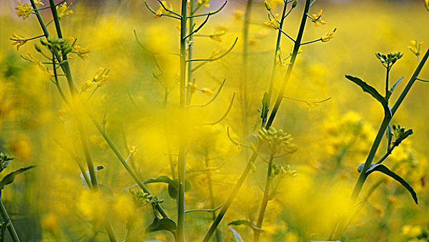 油菜花