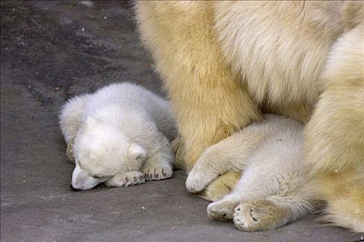 北极熊,幼兽,相似,新生,十二月,2007年,美泉宫,动物园,维也纳,奥地利,欧洲