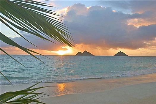 夏威夷,瓦胡岛,生动,日出,莫库鲁阿岛,岛屿,棕榈叶