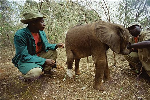 非洲象,孤儿,四个,老,损坏,腿,蛇,咬,东察沃国家公园,肯尼亚
