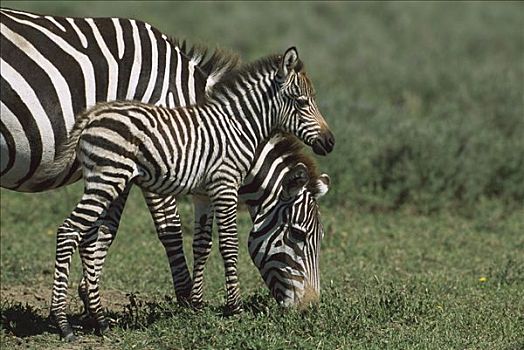 白氏斑马,斑马,放牧,恩格罗恩格罗,保护区,坦桑尼亚,东非