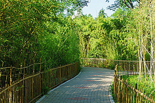 泉城公园竹林