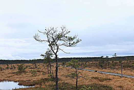 树,湖