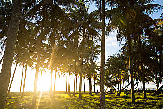 棕榈树,毛里求斯