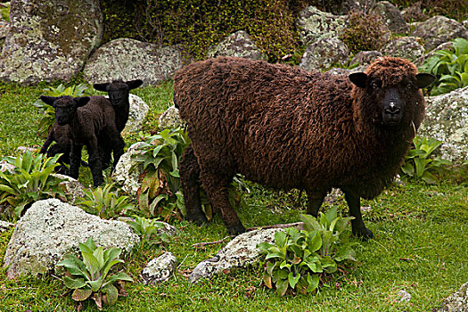家羊,绵羊,相似,羊羔,班克斯半岛,坎特伯雷,新西兰