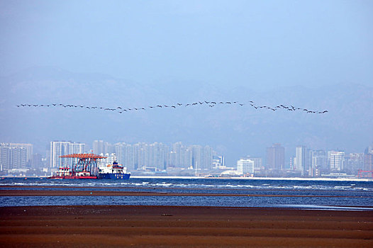 雁,野生动物,保护,湿地,秦皇岛,北戴河,候鸟,大海,迁徙,觅食,嬉戏,飞翔,编队,雁阵,鸟,鹤群