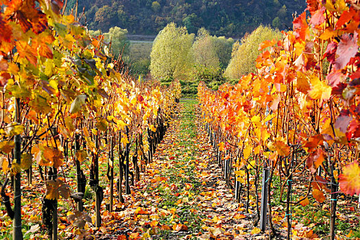 秋天,酿红酒用葡萄