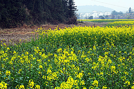 婺源,春天,油菜花,徽派,建筑,思溪延村,风情,风景,风光,乡村,民居