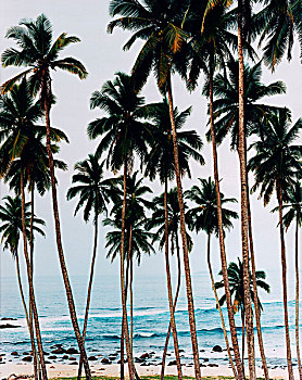 高耸,椰树,白沙滩