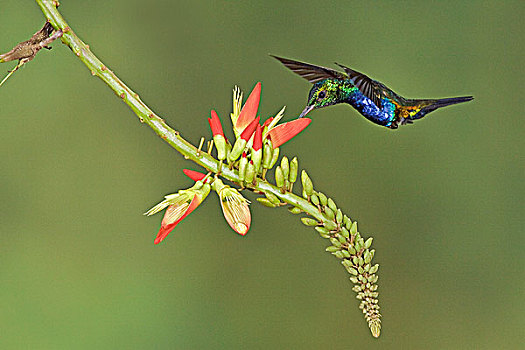 蜂鸟,进食,花,飞,住宿,西南方,厄瓜多尔