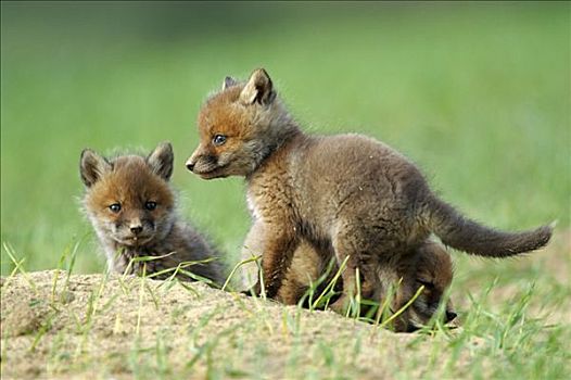 红狐,狐属,小动物,地点