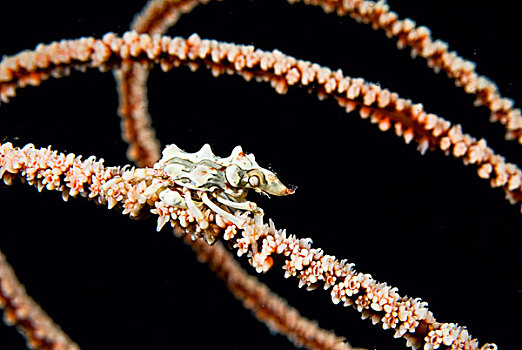 印度尼西亚,科莫多国家公园,螃蟹,螺旋