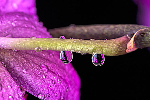 两个,大,水滴,悬挂,茎,兰花,紫色