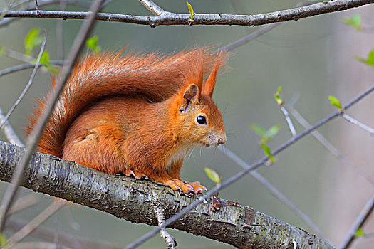 特写,头像,红松鼠,松鼠,坐在树上,枝条,早春,黑森州,德国
