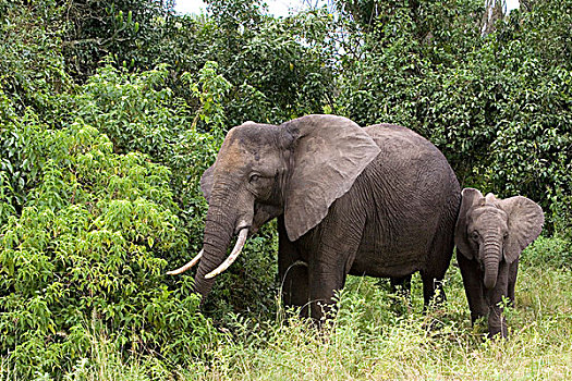 非洲,大象,母牛,幼兽,靠近,伊丽莎白女王国家公园,乌干达
