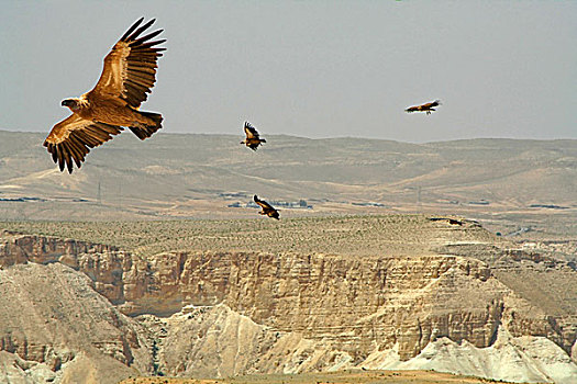 秃鹰,翱翔,荒芜,以色列