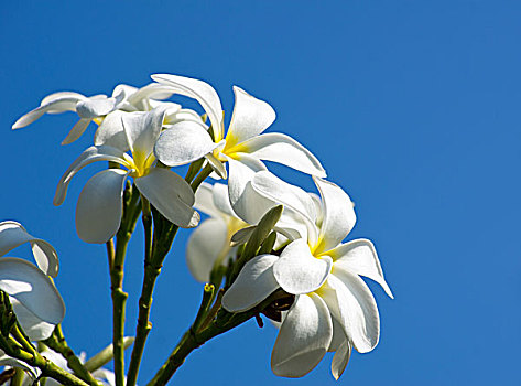 白色,鸡蛋花,花