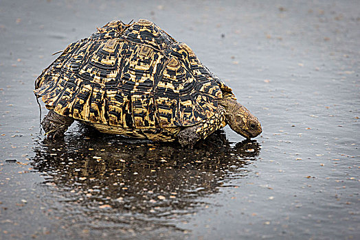 豹纹龟,喝,水中,克鲁格国家公园,南非,非洲
