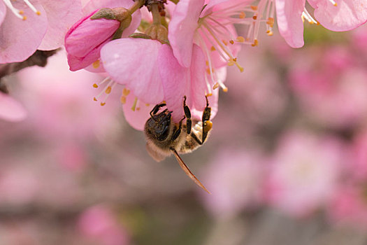 花朵组图