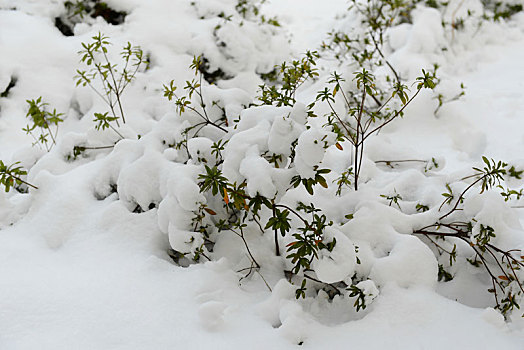 雪后放晴后的公园景致