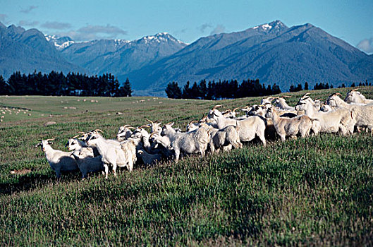 牧群,山羊,放牧,土地,新西兰