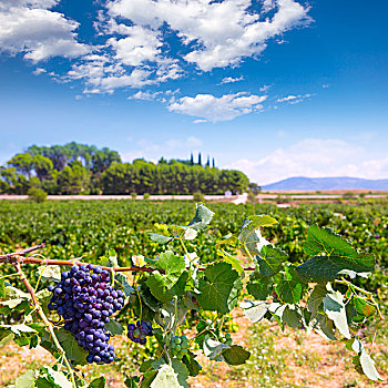 酿酒葡萄,就绪,丰收,地中海,葡萄园