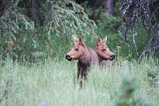 驼鹿,两个,小,幼兽,德纳里峰国家公园,阿拉斯加,美国