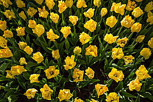 黄色,郁金香,招展,春天,库肯霍夫花园,荷兰南部,荷兰