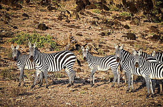 东非,肯尼亚,安伯塞利国家公园,斑马,大幅,尺寸