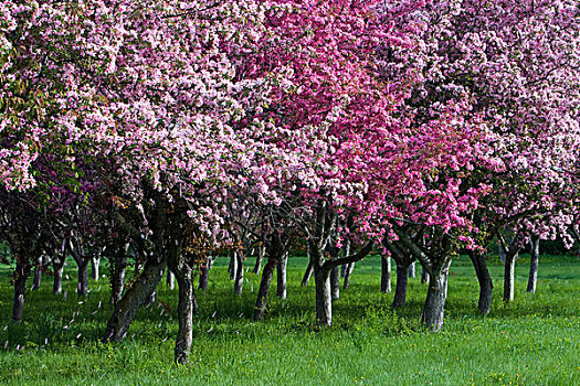 加拿大,安大略省,渥太华,小树林,樱桃树,开花,彩色