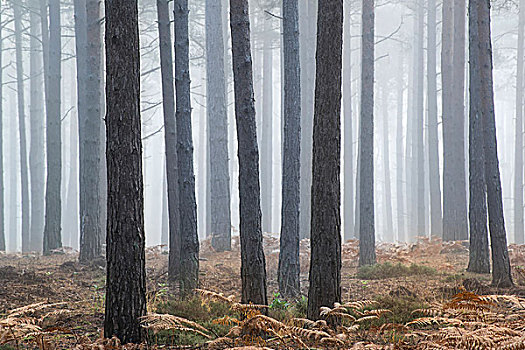 秋天,风景,雾状,早晨,松树,树林