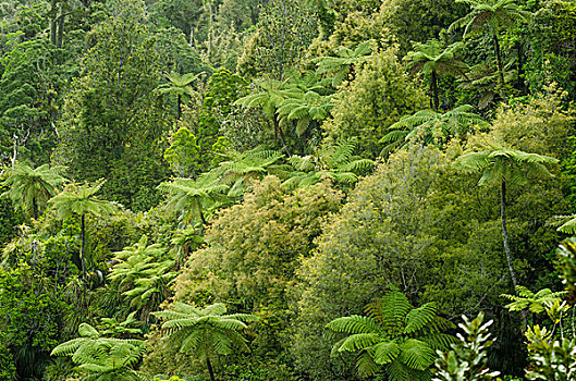 雨林,植被,桫椤,北岛,新西兰,大洋洲