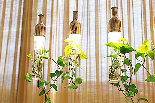 漂亮,光亮,植物,悬挂,房间