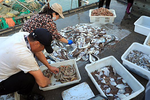 山东省日照市,渔码头变身海鲜市场,市民开启买买买模式
