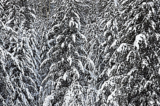 积雪,树林,驼鹿,草地,班芙国家公园,艾伯塔省,加拿大