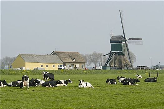风车,母牛,荷兰,欧洲