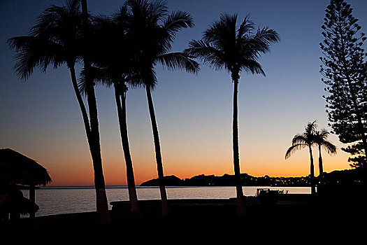 剪影,棕榈树,海滩,日落,科特兹海,墨西哥