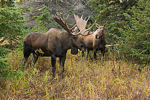 阿拉斯加,驼鹿,雄性动物,母牛,饲养,季节,楚加奇州立公园