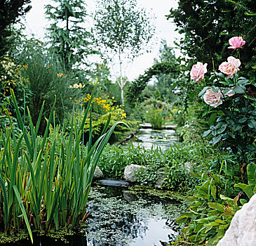水塘,大,花园