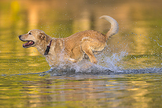 狗,跑,湖,麋鹿,半岛,温哥华岛,不列颠哥伦比亚省,加拿大
