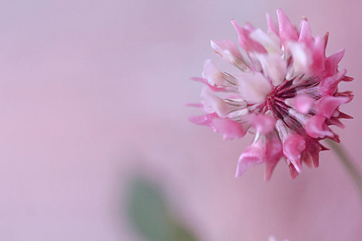 特写,三叶草,花